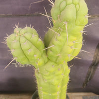 #EC140 EXACT Trichocereus Pachanoi Monstrose TPM 22" Cactus Plant