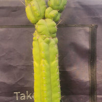 #EC140 EXACT Trichocereus Pachanoi Monstrose TPM 22" Cactus Plant