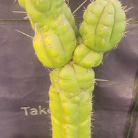 #EC140 EXACT Trichocereus Pachanoi Monstrose TPM 22" Cactus Plant