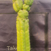 #EC140 EXACT Trichocereus Pachanoi Monstrose TPM 22" Cactus Plant