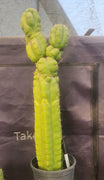 #EC140 EXACT Trichocereus Pachanoi Monstrose TPM 22" Cactus Plant