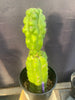 #EC142 EXACT Trichocereus Pachanoi Monstrose Butt 14” Cactus Plant 