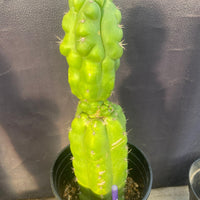 #EC142 EXACT Trichocereus Pachanoi Monstrose Butt 14” Cactus Plant 