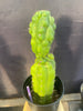 #EC142 EXACT Trichocereus Pachanoi Monstrose Butt 14” Cactus Plant 