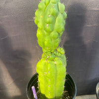 #EC142 EXACT Trichocereus Pachanoi Monstrose Butt 14” Cactus Plant 