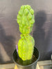 #EC142 EXACT Trichocereus Pachanoi Monstrose Butt 14” Cactus Plant 