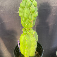 #EC142 EXACT Trichocereus Pachanoi Monstrose Butt 14” Cactus Plant 