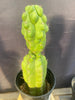 #EC142 EXACT Trichocereus Pachanoi Monstrose Butt 14” Cactus Plant 