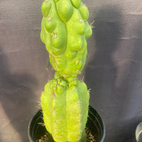 #EC142 EXACT Trichocereus Pachanoi Monstrose Butt 14” Cactus Plant 