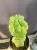 #EC142 EXACT Trichocereus Pachanoi Monstrose Butt 14” Cactus Plant 