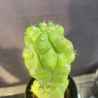 #EC142 EXACT Trichocereus Pachanoi Monstrose Butt 14” Cactus Plant 