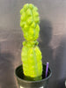 #EC142 EXACT Trichocereus Pachanoi Monstrose Butt 14” Cactus Plant 