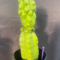 #EC142 EXACT Trichocereus Pachanoi Monstrose Butt 14” Cactus Plant 