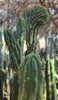 #EC144 EXACT Trichocereus Pachanoi Monstrose (TPM) Cactus Plant Cuttings