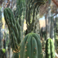 #EC144 EXACT Trichocereus Pachanoi Monstrose (TPM) Cactus Plant Cuttings