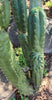 #EC144 EXACT Trichocereus Pachanoi Monstrose (TPM) Cactus Plant Cuttings