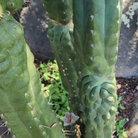 #EC144 EXACT Trichocereus Pachanoi Monstrose (TPM) Cactus Plant Cuttings