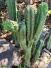 #EC144 EXACT Trichocereus Pachanoi Monstrose (TPM) Cactus Plant Cuttings