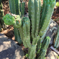 #EC144 EXACT Trichocereus Pachanoi Monstrose (TPM) Cactus Plant Cuttings