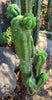 #EC144 EXACT Trichocereus Pachanoi Monstrose (TPM) Cactus Plant Cuttings