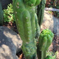 #EC144 EXACT Trichocereus Pachanoi Monstrose (TPM) Cactus Plant Cuttings