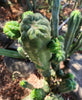 #EC144 EXACT Trichocereus Pachanoi Monstrose (TPM) Cactus Plant Cuttings