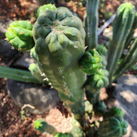 #EC144 EXACT Trichocereus Pachanoi Monstrose (TPM) Cactus Plant Cuttings