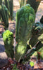 #EC144 EXACT Trichocereus Pachanoi Monstrose (TPM) Cactus Plant Cuttings