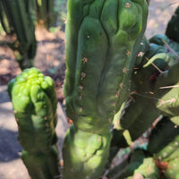 #EC144 EXACT Trichocereus Pachanoi Monstrose (TPM) Cactus Plant Cuttings