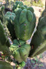 #EC144 EXACT Trichocereus Pachanoi Monstrose (TPM) Cactus Plant Cuttings