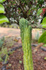 #EC144 EXACT Trichocereus Pachanoi Monstrose (TPM) Cactus Plant Cuttings