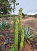 #EC144 EXACT Trichocereus Pachanoi Monstrose (TPM) Cactus Plant Cuttings