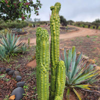 #EC144 EXACT Trichocereus Pachanoi Monstrose (TPM) Cactus Plant Cuttings