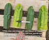 #EC144 EXACT Trichocereus Pachanoi Monstrose (TPM) Cactus Plant Cuttings