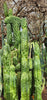 #EC144 EXACT Trichocereus Pachanoi Monstrose (TPM) Cactus Plant Cuttings