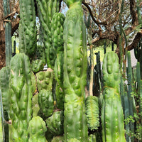 #EC144 EXACT Trichocereus Pachanoi Monstrose (TPM) Cactus Plant Cuttings