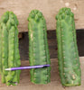 #EC144 EXACT Trichocereus Pachanoi Monstrose (TPM) Cactus Plant Cuttings