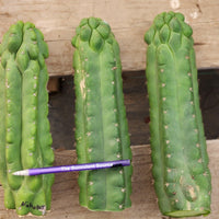 #EC144 EXACT Trichocereus Pachanoi Monstrose (TPM) Cactus Plant Cuttings