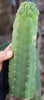 #EC144 EXACT Trichocereus Pachanoi Monstrose (TPM) Cactus Plant Cuttings