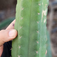 #EC144 EXACT Trichocereus Pachanoi Monstrose (TPM) Cactus Plant Cuttings