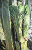 #EC144 EXACT Trichocereus Pachanoi Monstrose (TPM) Cactus Plant Cuttings