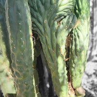 #EC144 EXACT Trichocereus Pachanoi Monstrose (TPM) Cactus Plant Cuttings