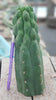 #EC144 EXACT Trichocereus Pachanoi Monstrose (TPM) Cactus Plant Cuttings