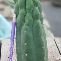 #EC144 EXACT Trichocereus Pachanoi Monstrose (TPM) Cactus Plant Cuttings