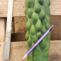 #EC144 EXACT Trichocereus Pachanoi Monstrose (TPM) Cactus Plant Cuttings