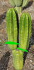 #EC144 EXACT Trichocereus Pachanoi Monstrose (TPM) Cactus Plant Cuttings