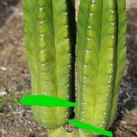 #EC144 EXACT Trichocereus Pachanoi Monstrose (TPM) Cactus Plant Cuttings