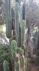 #EC144 EXACT Trichocereus Pachanoi Monstrose (TPM) Cactus Plant Cuttings