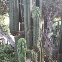 #EC144 EXACT Trichocereus Pachanoi Monstrose (TPM) Cactus Plant Cuttings