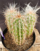 #EC145 EXACT Oreocereus Celsianus Old Man Cactus Plant